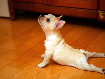 Yoga for Pets and&nbsp;Dogs